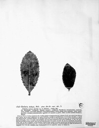 Phyllosticta arbuti image